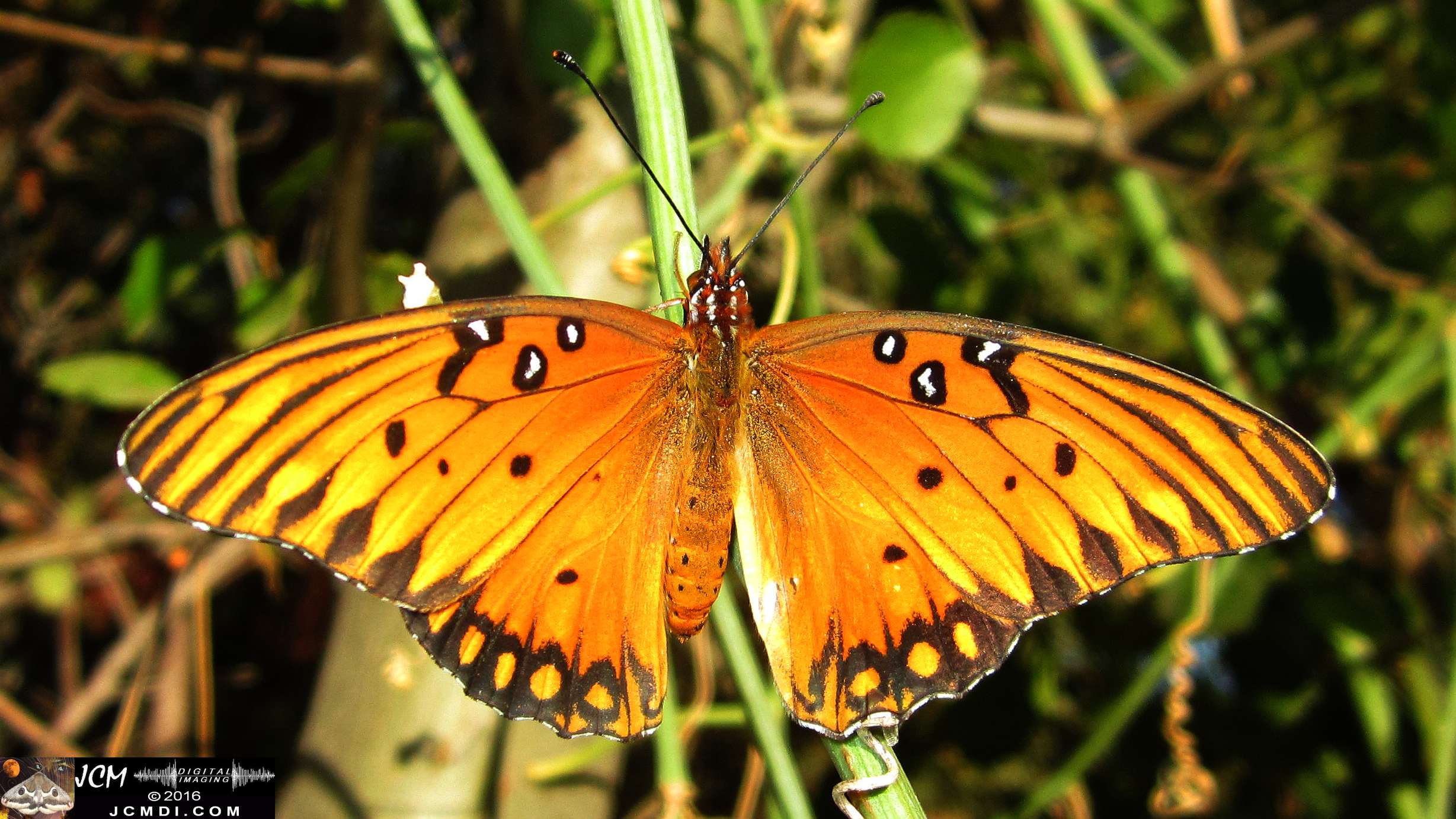 A Gulf Fritillary butterfly being released at the end of the life cycle-rearing documentary project